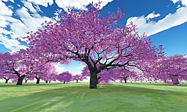台湾加油！桜 No91
