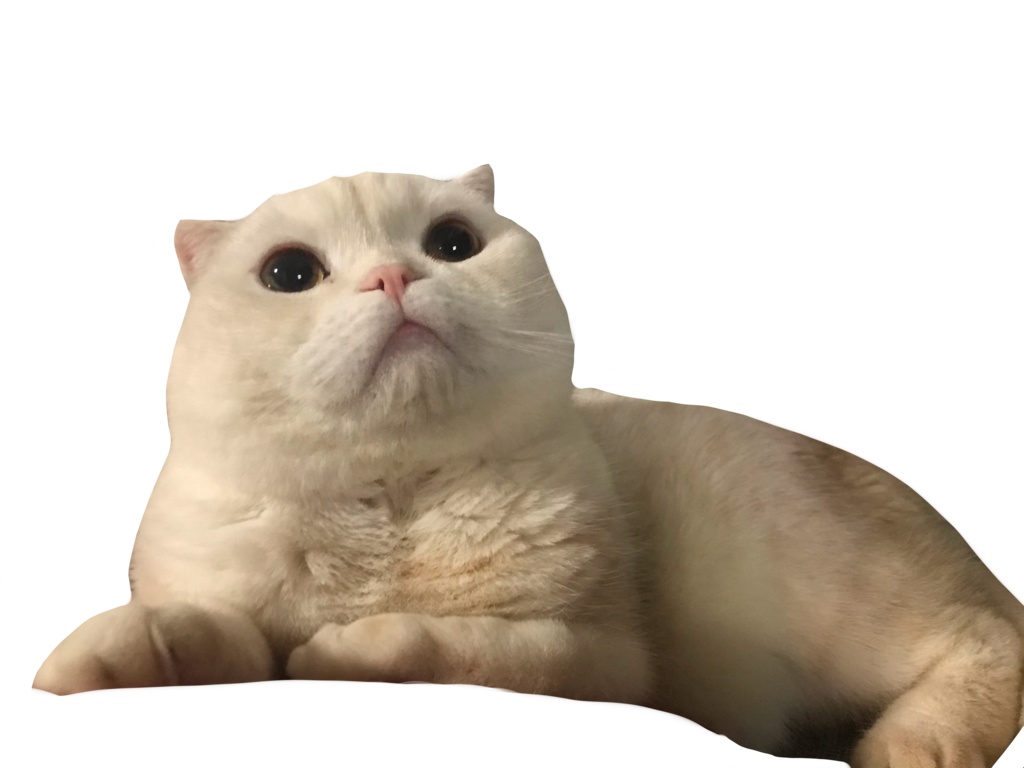 うちの猫スマホリング