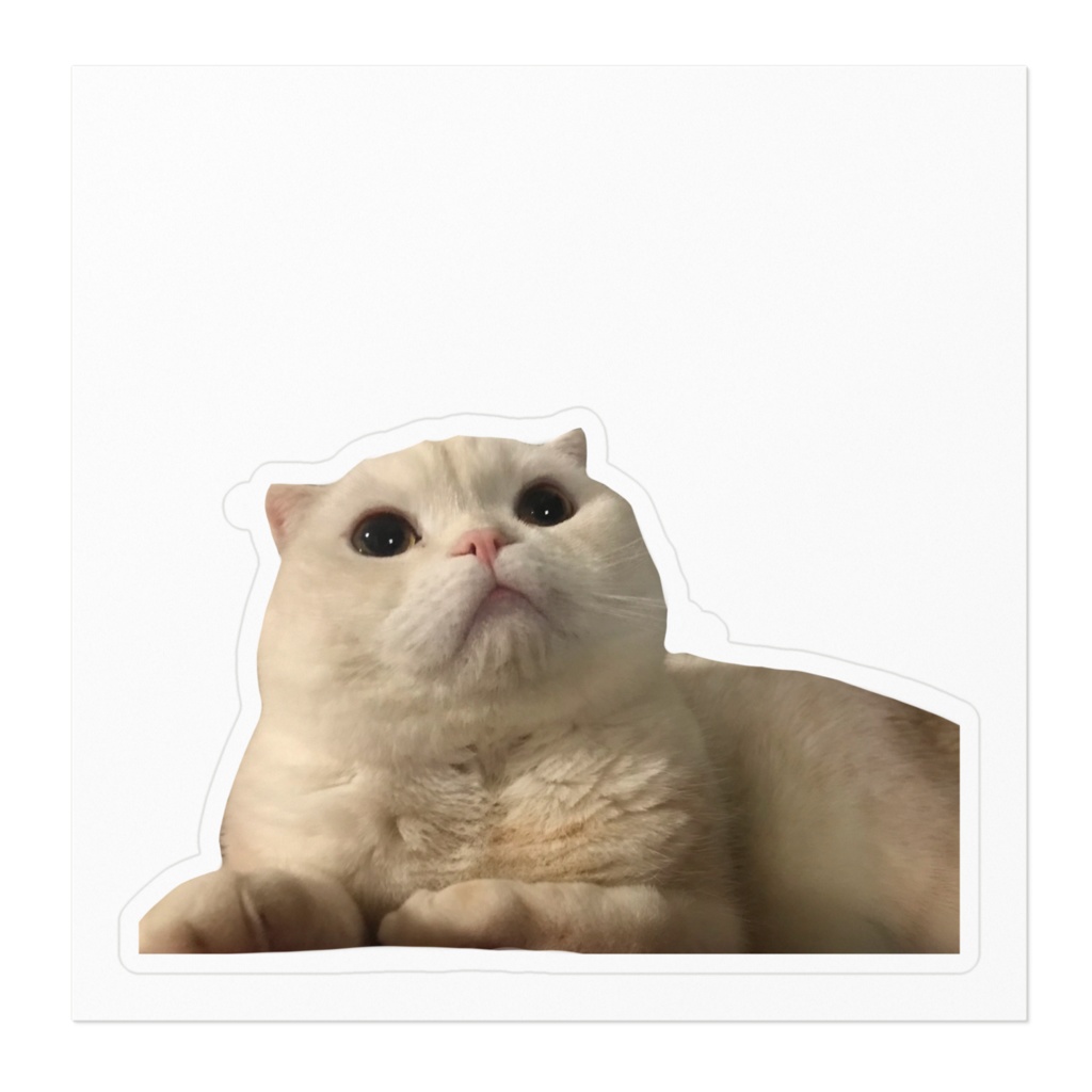 見あげるスコちゃん