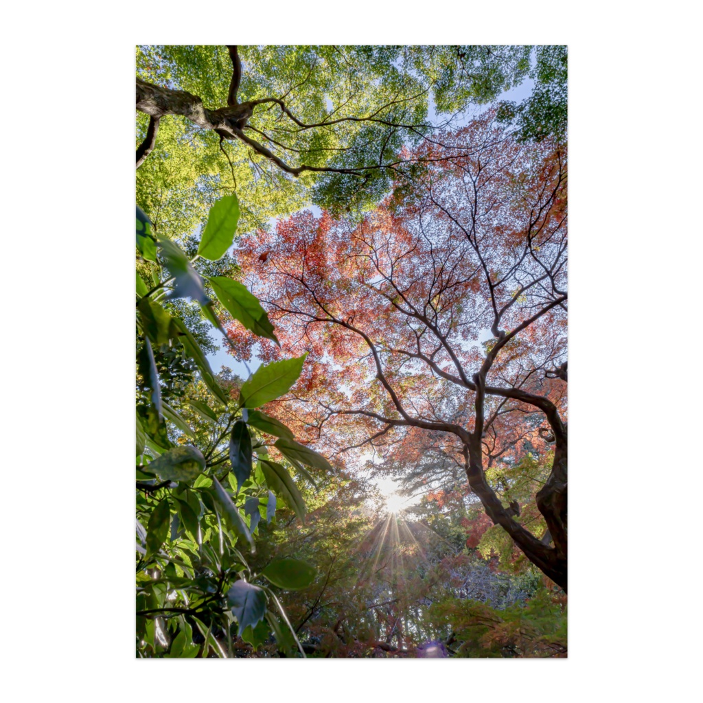 "紅葉" Autumn colors Vol.1
