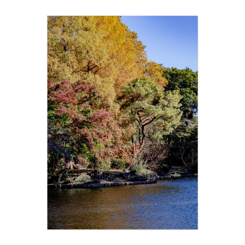 "紅葉" Autumn colors Vol.2