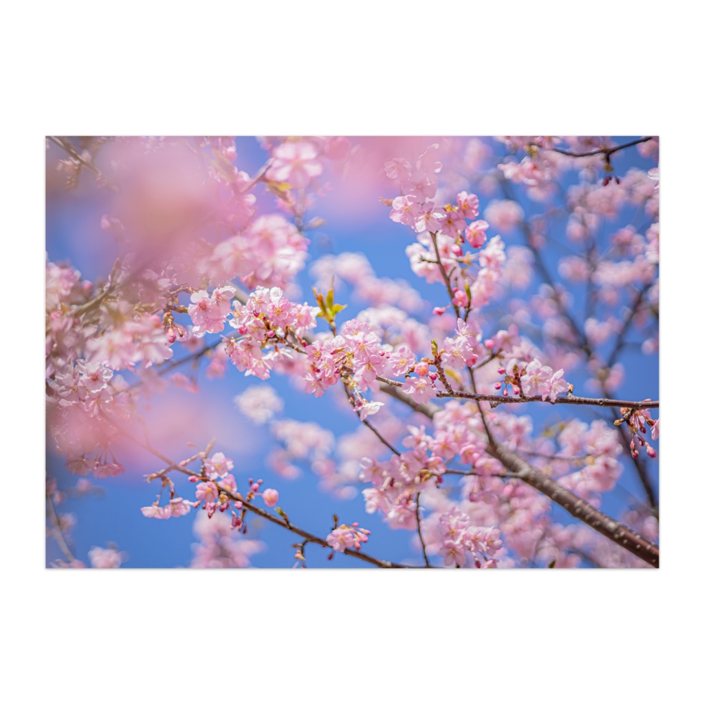 ”桜” Cherry Blossoms Vol.1