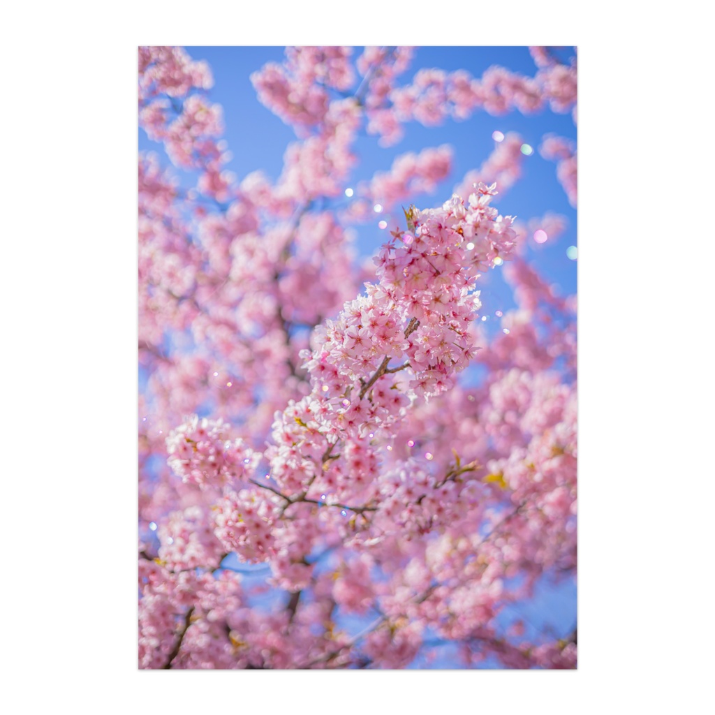 ”桜” Cherry Blossoms Vol.2