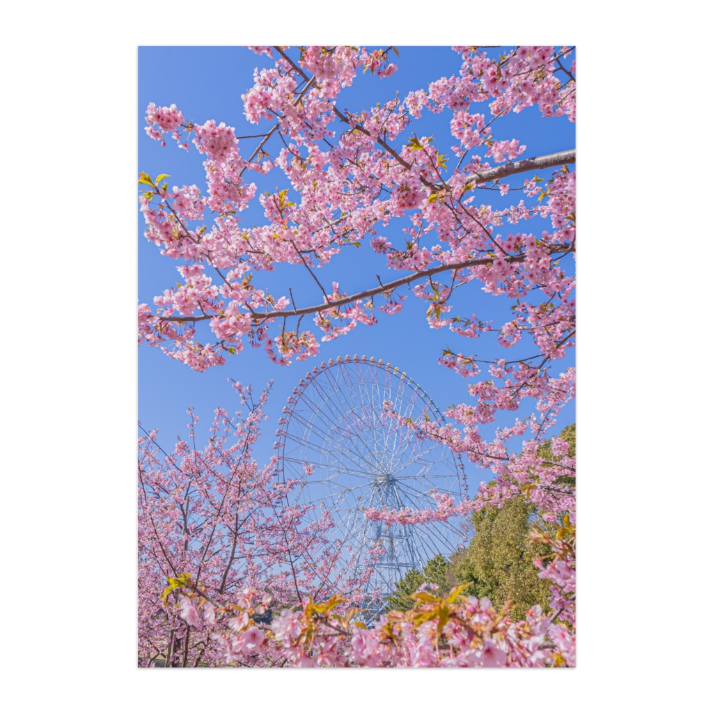 ”桜” Cherry Blossoms Vol.3