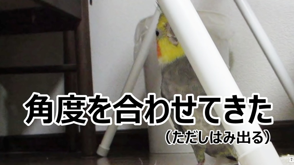 iPhone7~12シリーズ「角度を合わせてきたオカメインコ」