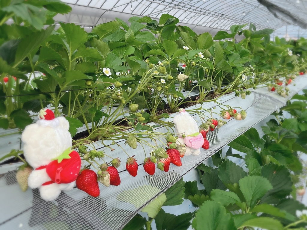 🍓摘みたていちごのブローチ🍓
