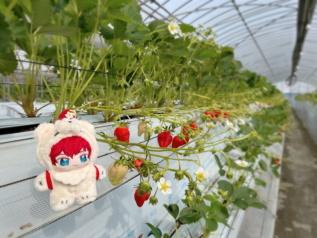 🍓摘みたていちごのブローチ🍓