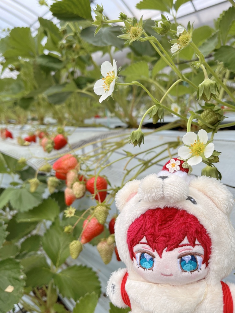 🍓摘みたていちごのブローチ🍓