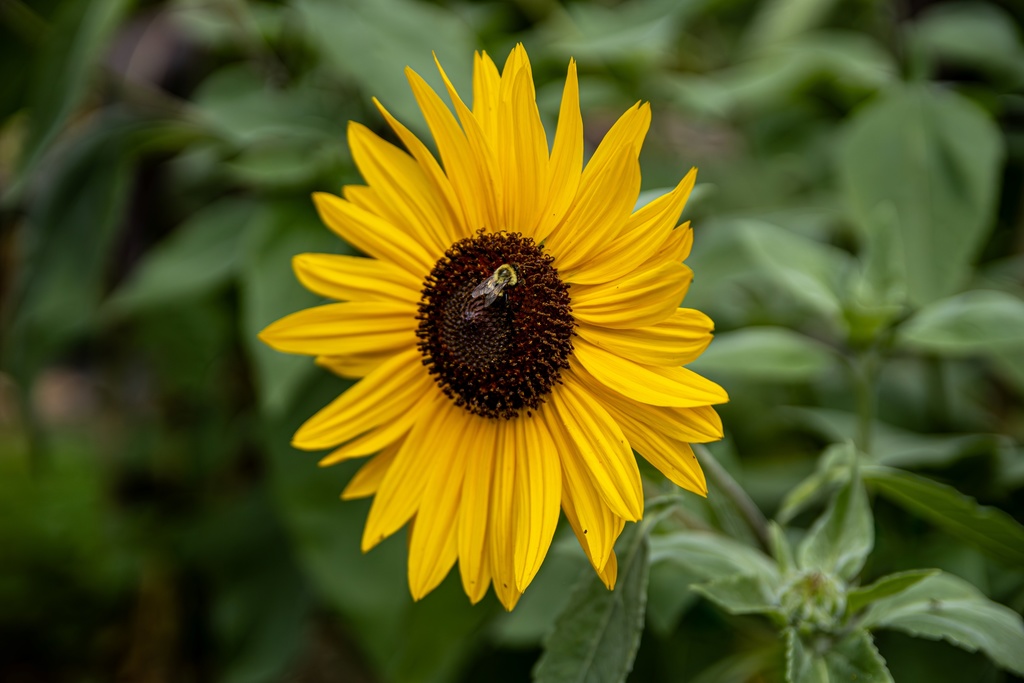 Bee on a Flower
