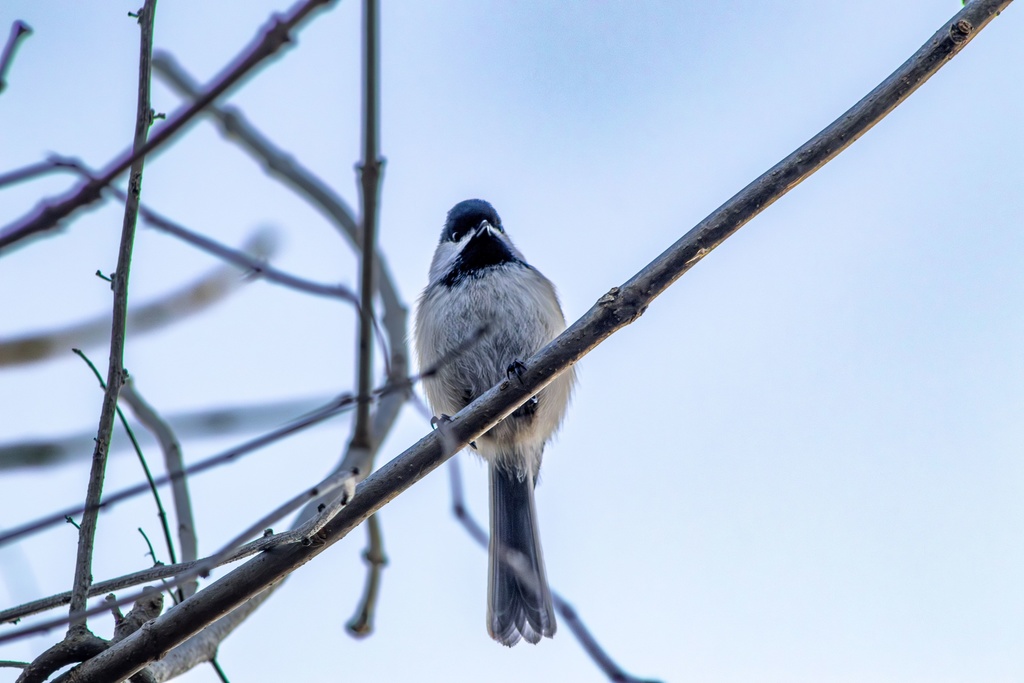 Black-Capped Chickadee