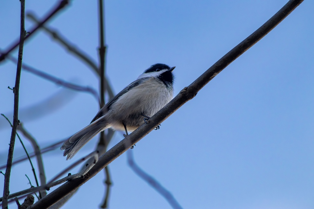 Black-Capped Chickadee Looking Away