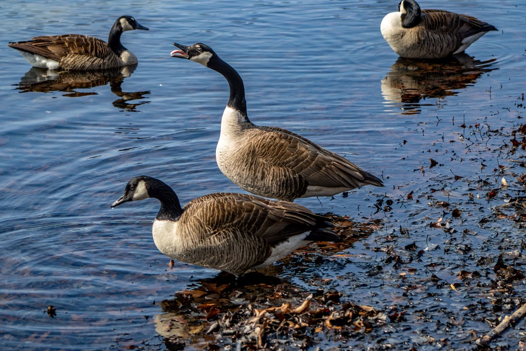 Goose Stature