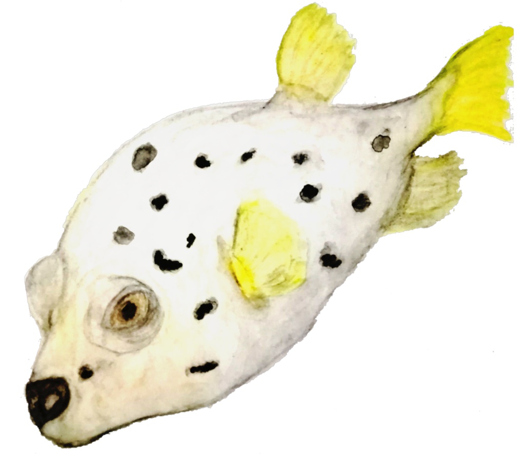 コクテンフグ マグカップ