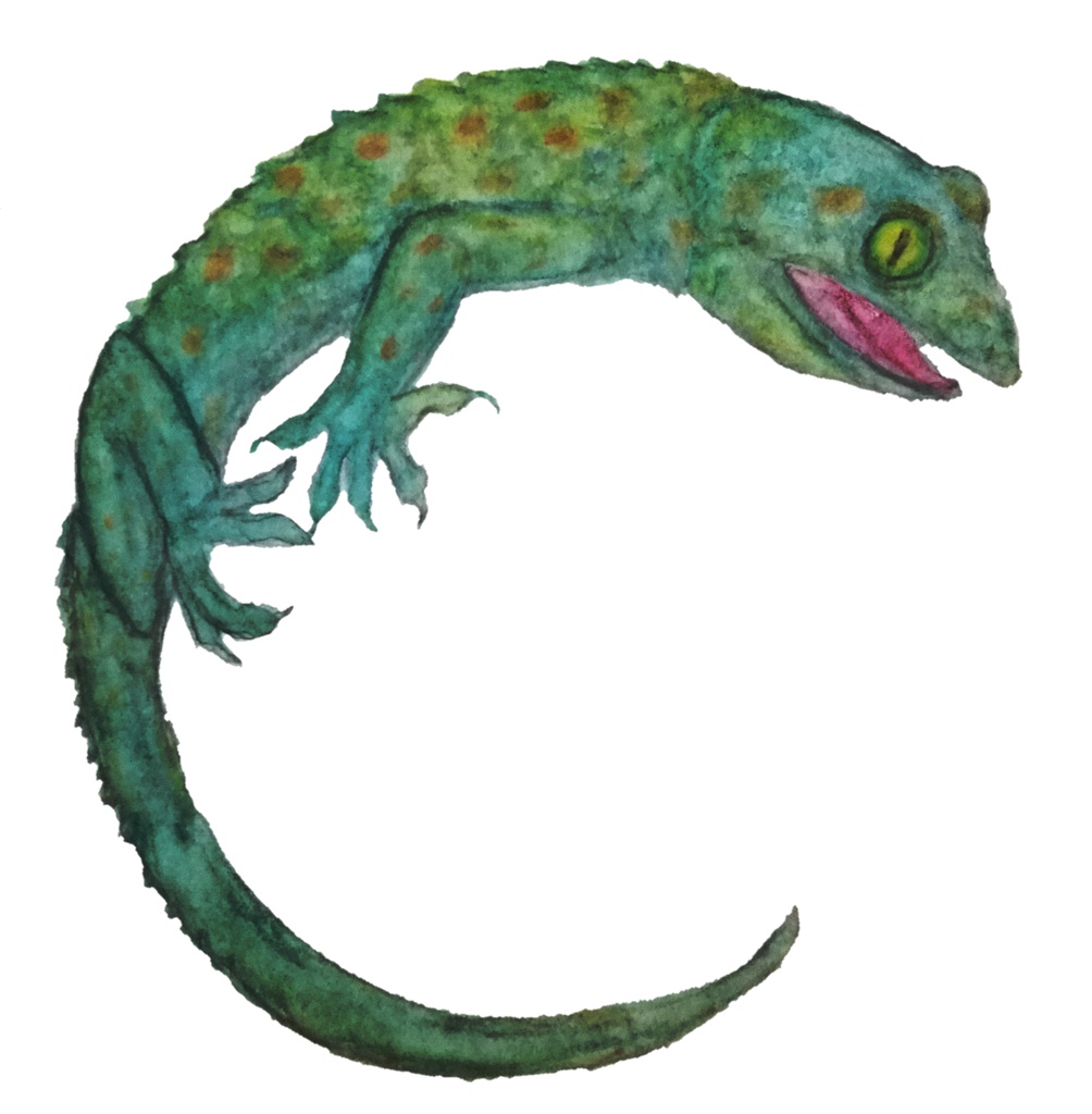 トッケイヤモリサコッシュ