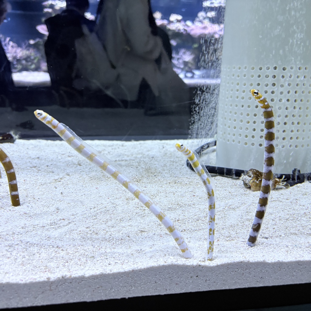 ちん狼あつまっちん!