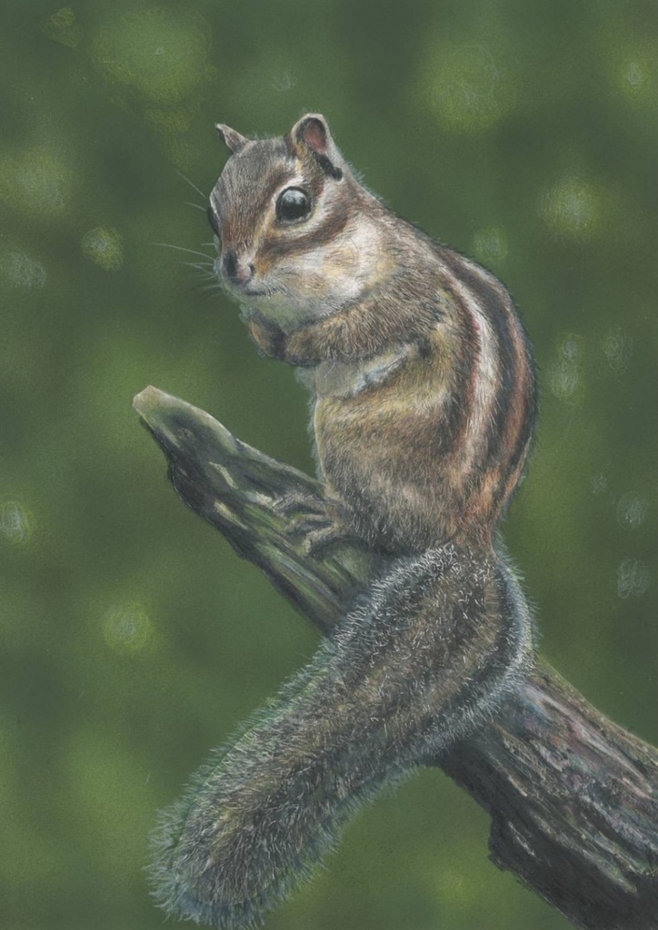 色鉛筆画（複製原画）「リス」額装無し