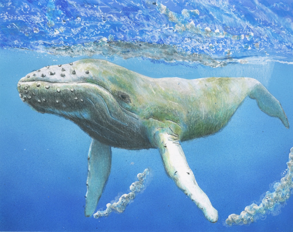 色鉛筆画（複製原画）（額装無し）「クジラ・パイロット版」