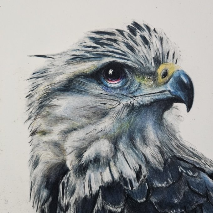 色鉛筆画（複製原画）「鷹」額装無し