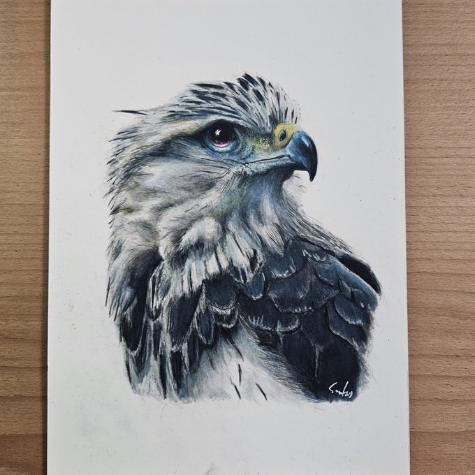 色鉛筆画（複製原画）「鷹」額装無し