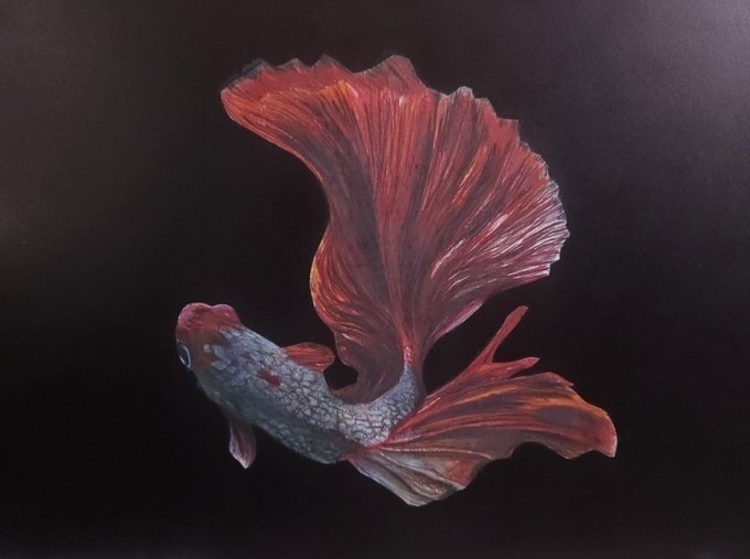 色鉛筆画（原画）「ベタ」額装無し