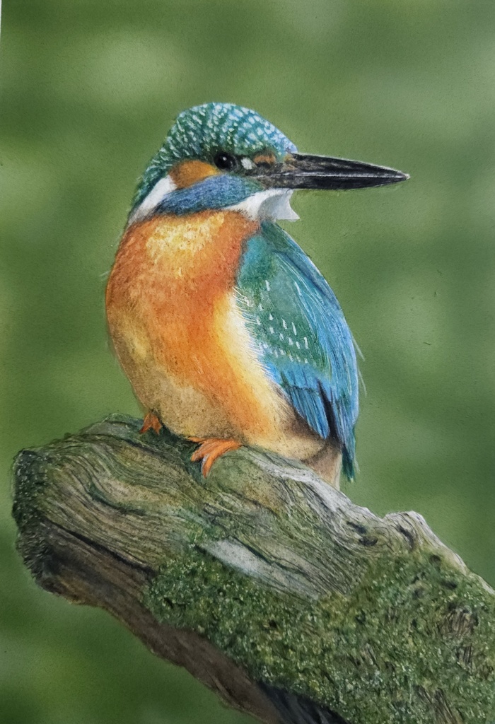 【複製原画】色鉛筆画カワセミ「額装無し]受注販売締め切り2月14日迄