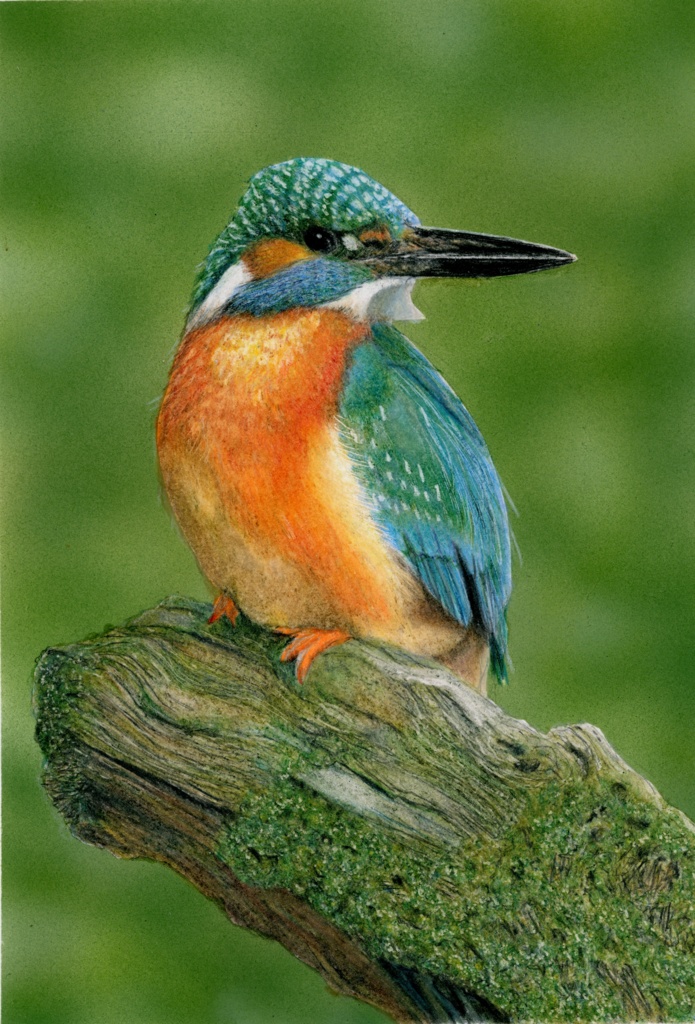 【複製原画】色鉛筆画「カワセミ」A5サイズ額装無し