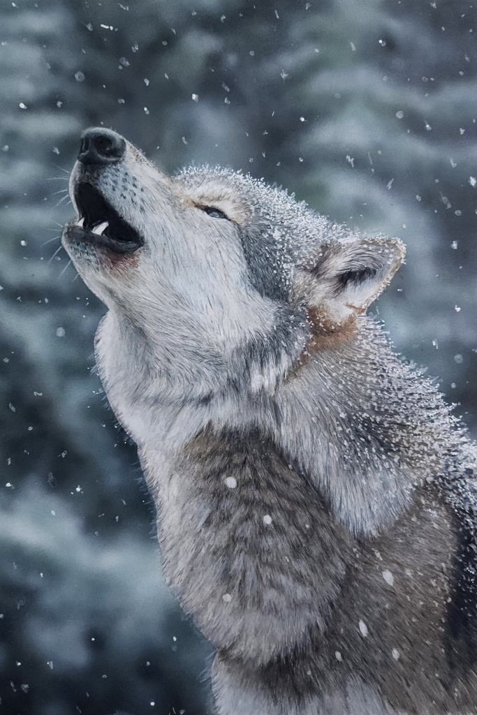 【複製原画】色鉛筆画雪の中のオオカミ「額装無」受注販売締め切り2月14日迄