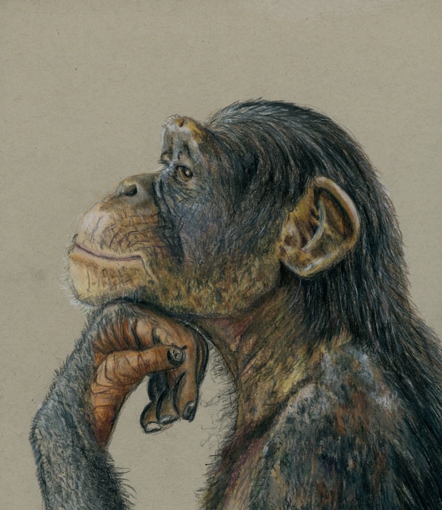 【複製原画】色鉛筆画「考える猿」額装無