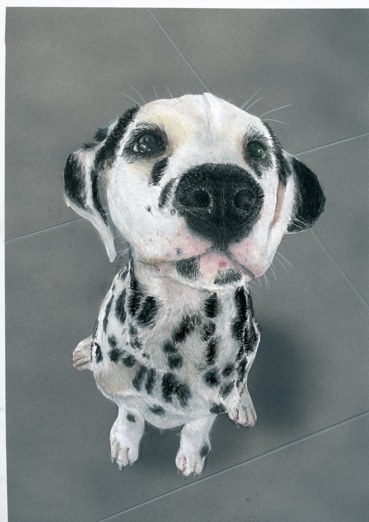 【複製原画】色鉛筆画「見つめるダルメシアン」額装無