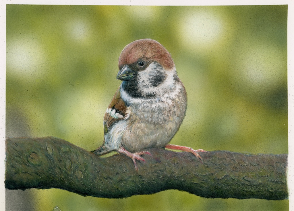 【複製原画】色鉛筆画「すずめ」額装無