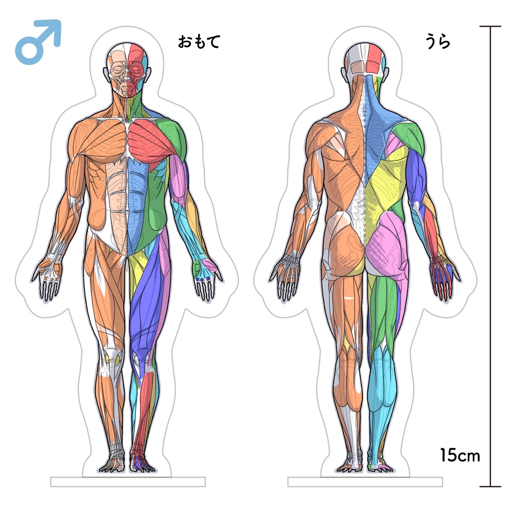 筋肉アクリルスタンド（男性）