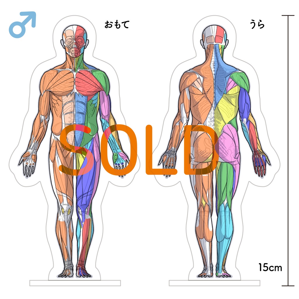 筋肉アクリルスタンド（男性）