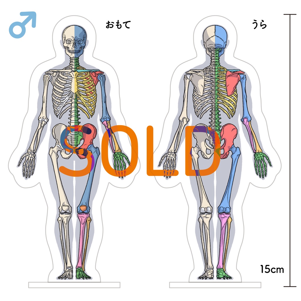骨格アクリルスタンド（男性）