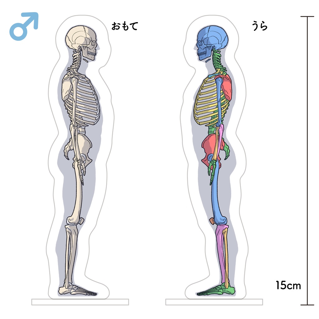 骨格アクリルスタンド　側面（男性）