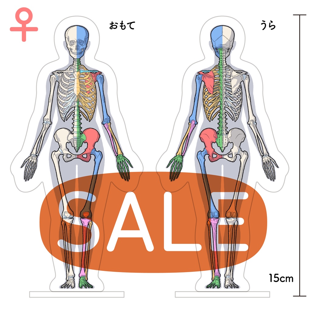 骨格アクリルスタンド（女性）