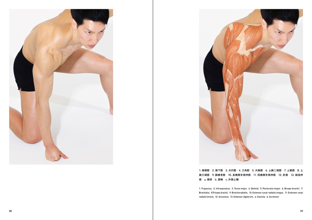 アーティストのための体表解剖学(PDF)