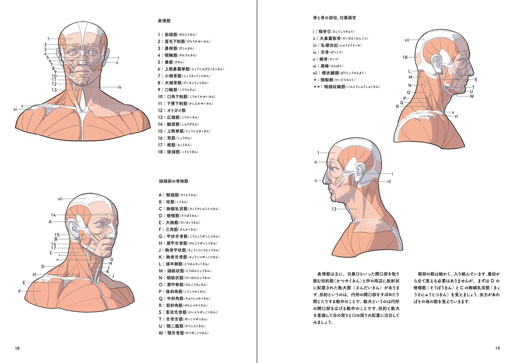 ポートレート・アナトミー・プラス(PDF)