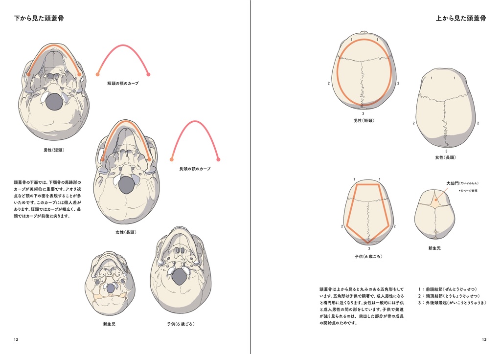 ポートレート・アナトミー・プラス(PDF)