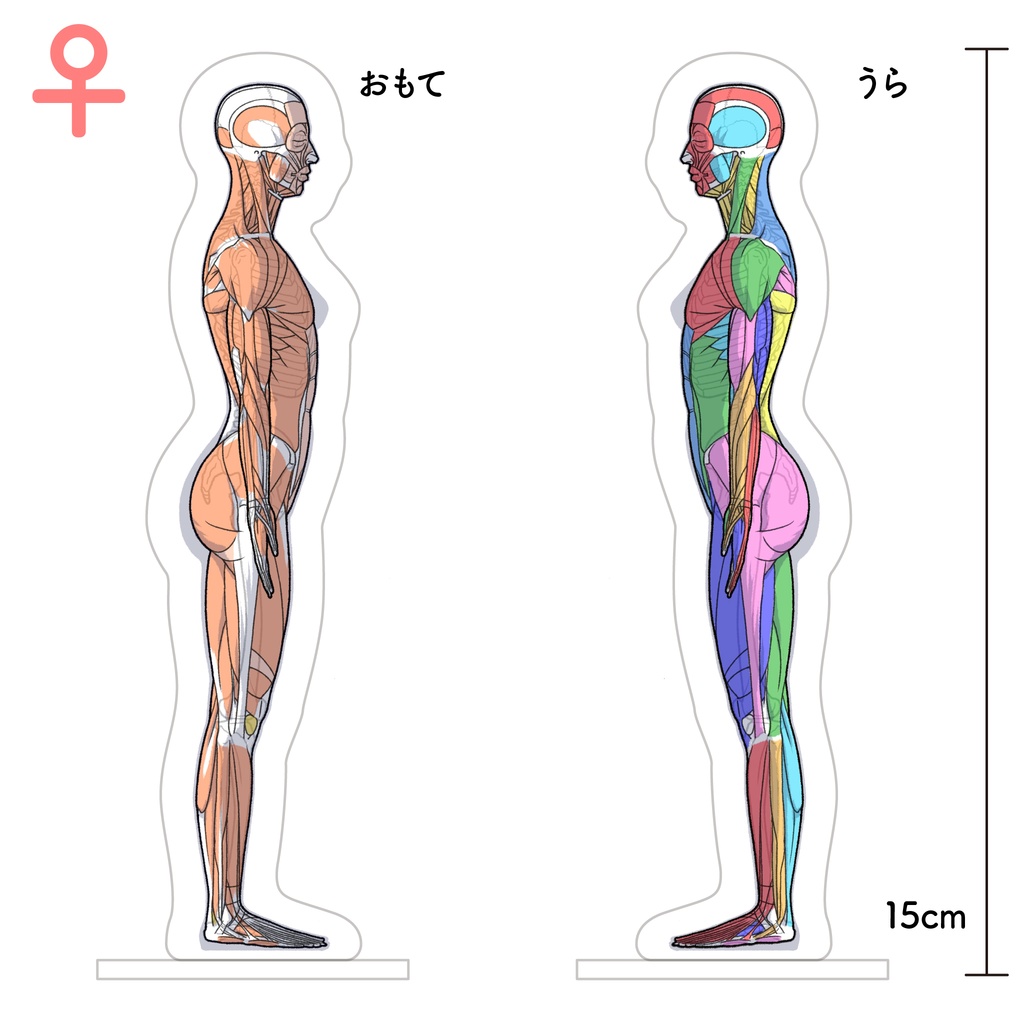 筋肉アクリルスタンド　側面（女性）