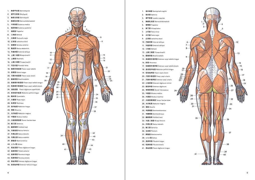 アーティストのための体表解剖学2(PDF)