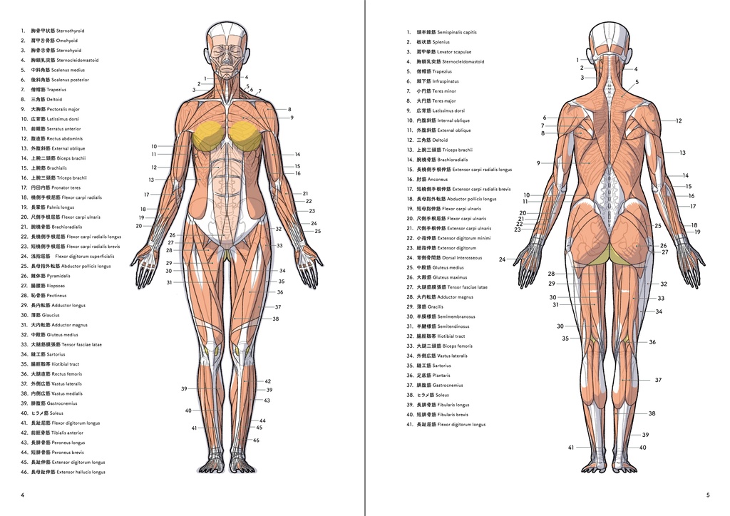 アーティストのための体表解剖学3(PDF)