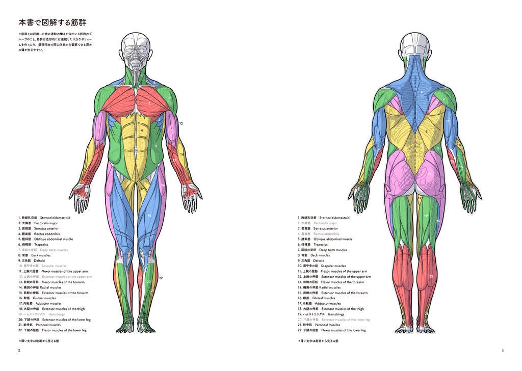 アーティストのための体表解剖学4(PDF)