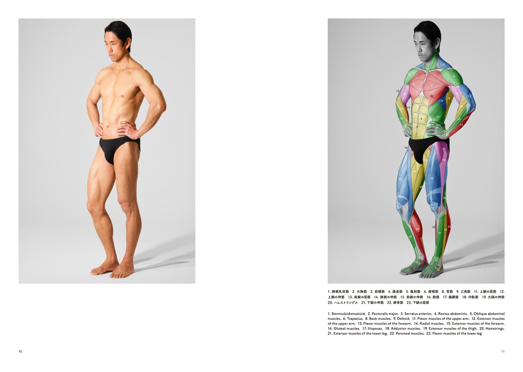 アーティストのための体表解剖学6(PDF)