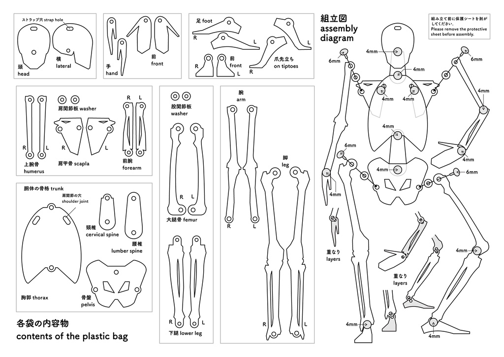 骨格テンプレート(正面)