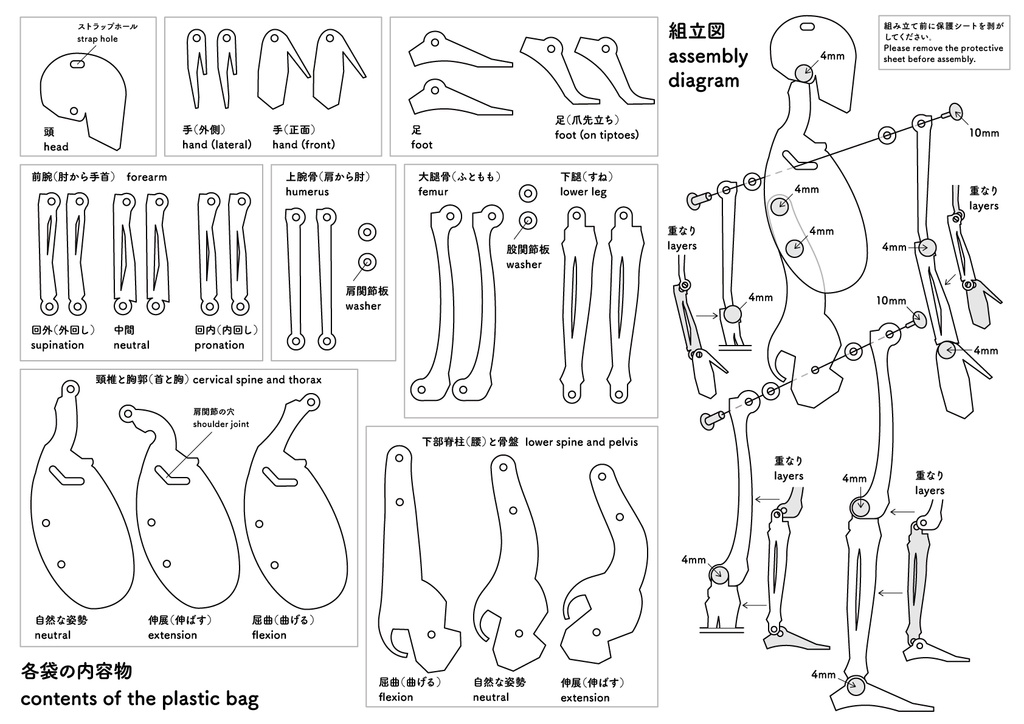 骨格テンプレート(側面)