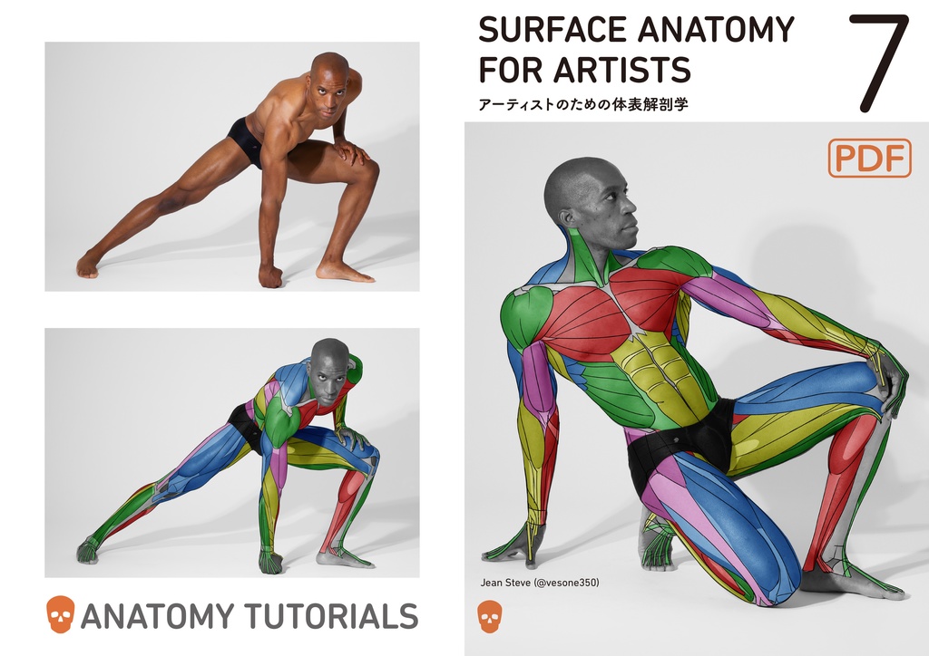 アーティストのための体表解剖学7(PDF)
