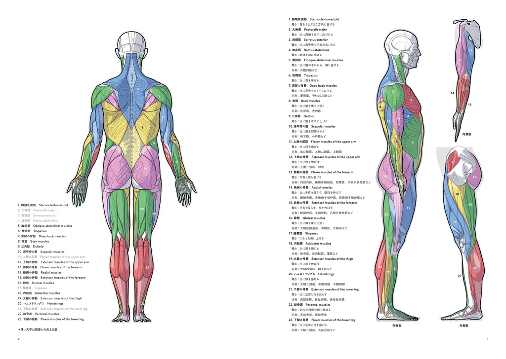 アーティストのための体表解剖学7(PDF)