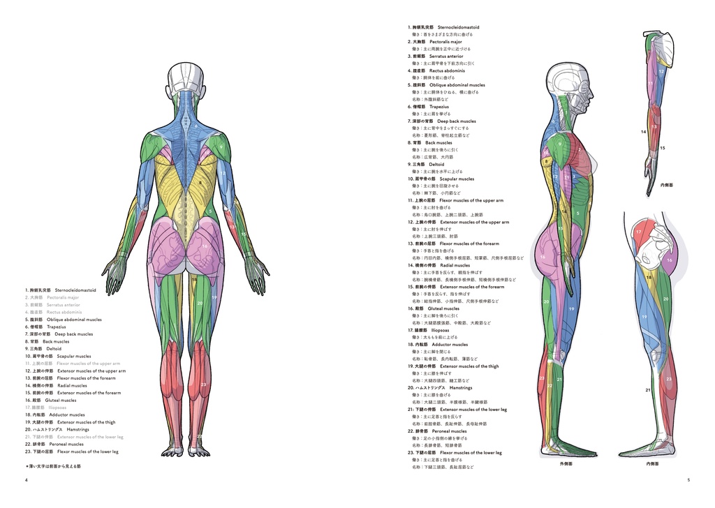 アーティストのための体表解剖学8(PDF)