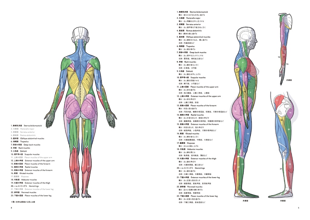 アーティストのための体表解剖学11(PDF)