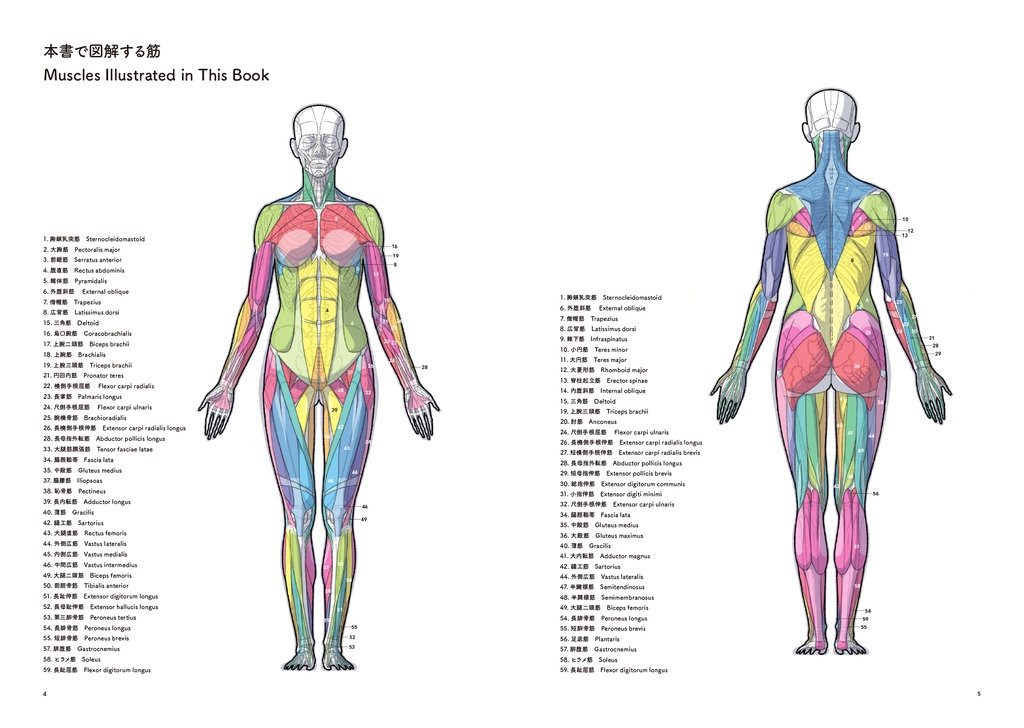 アーティストのための体表解剖学12(冊子)